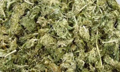 கொளப்பாக்கத்தில் கஞ்சா விற்க முயன்ற வாலிபர் கைது