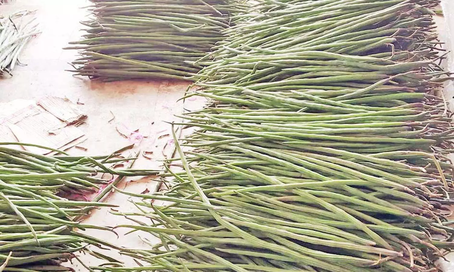 உள்ளூர் வரத்து குறைந்ததால் ஒட்டன்சத்திரம் மார்க்கெட்டில்முருங்கை ஒரு கிலோ ரூ.130