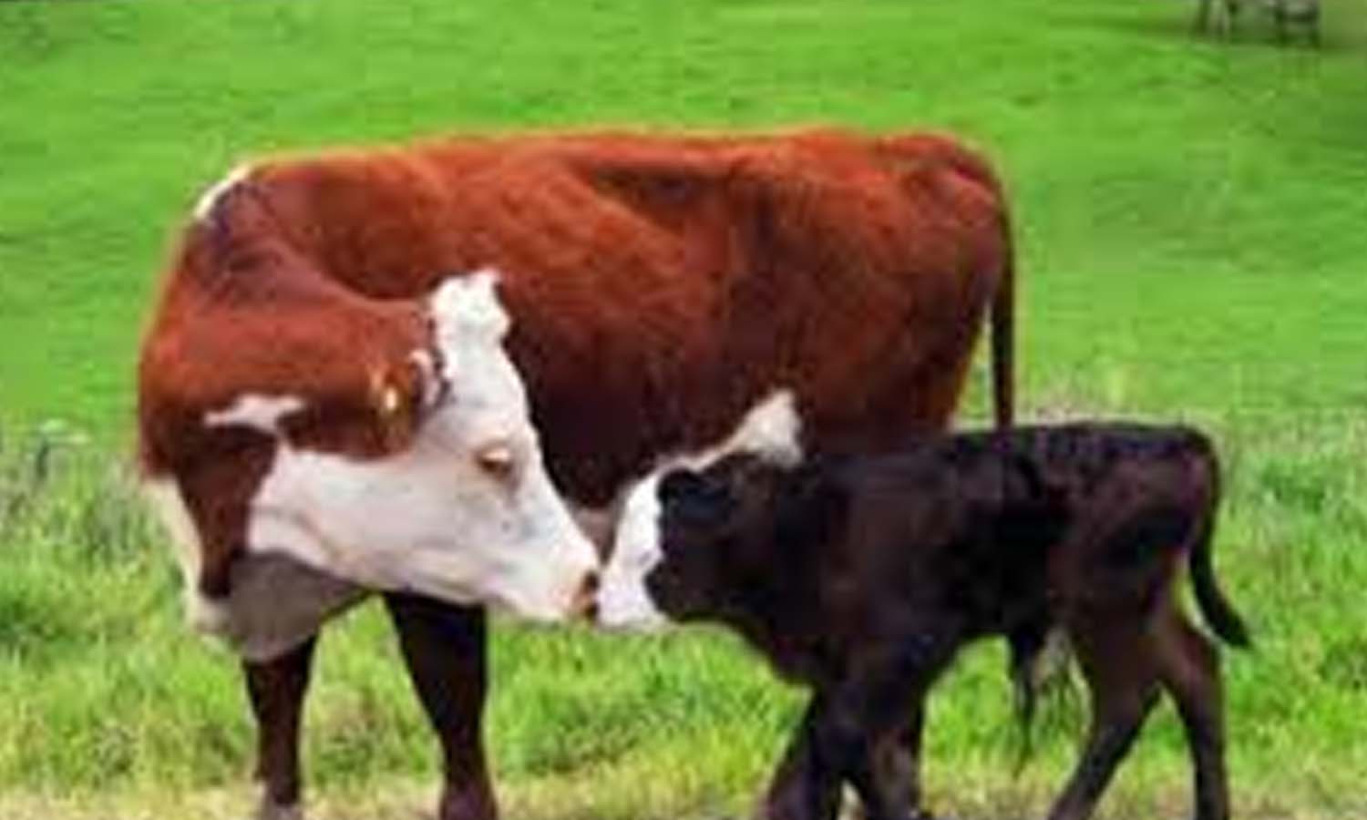 பச்சாபாளையம் ஊராட்சியில் கால்நடை சுகாதார விழிப்புணர்வு முகாம்