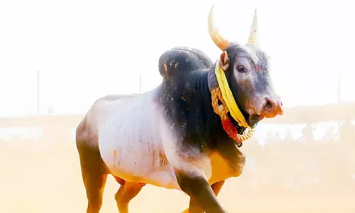 முதல் முறையாக சென்னையில் ஜல்லிக்கட்டு: மார்ச் 5-ந் தேதி நடக்கிறது