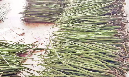 உள்ளூர் வரத்து குறைந்ததால் ஒட்டன்சத்திரம் மார்க்கெட்டில்முருங்கை ஒரு கிலோ ரூ.130