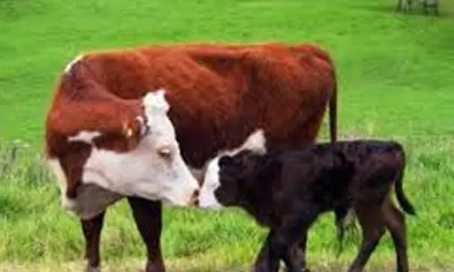 பச்சாபாளையம் ஊராட்சியில் கால்நடை சுகாதார விழிப்புணர்வு முகாம்