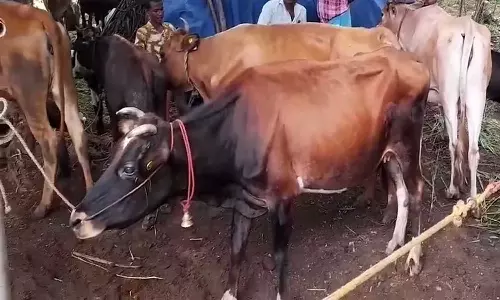 சிறுணமல்லி ஊராட்சியில் கால்நடை மருத்துவ முகாம்