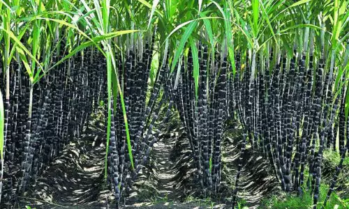 நீடாமங்கலத்தில் கரும்பு விற்பனை மும்முரம்