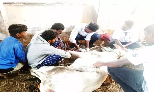 மாடு விடும் விழாவில் கால் முறிந்தும் முதல் பரிசு வென்ற காளை