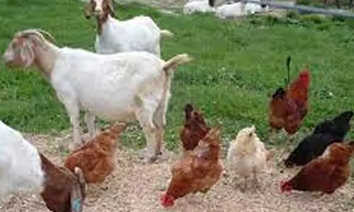 பொங்கல் பண்டிகை நாட்களில் இறைச்சி விற்பனை அமோகமாக இருக்காது- வியாபாரிகள் கவலை