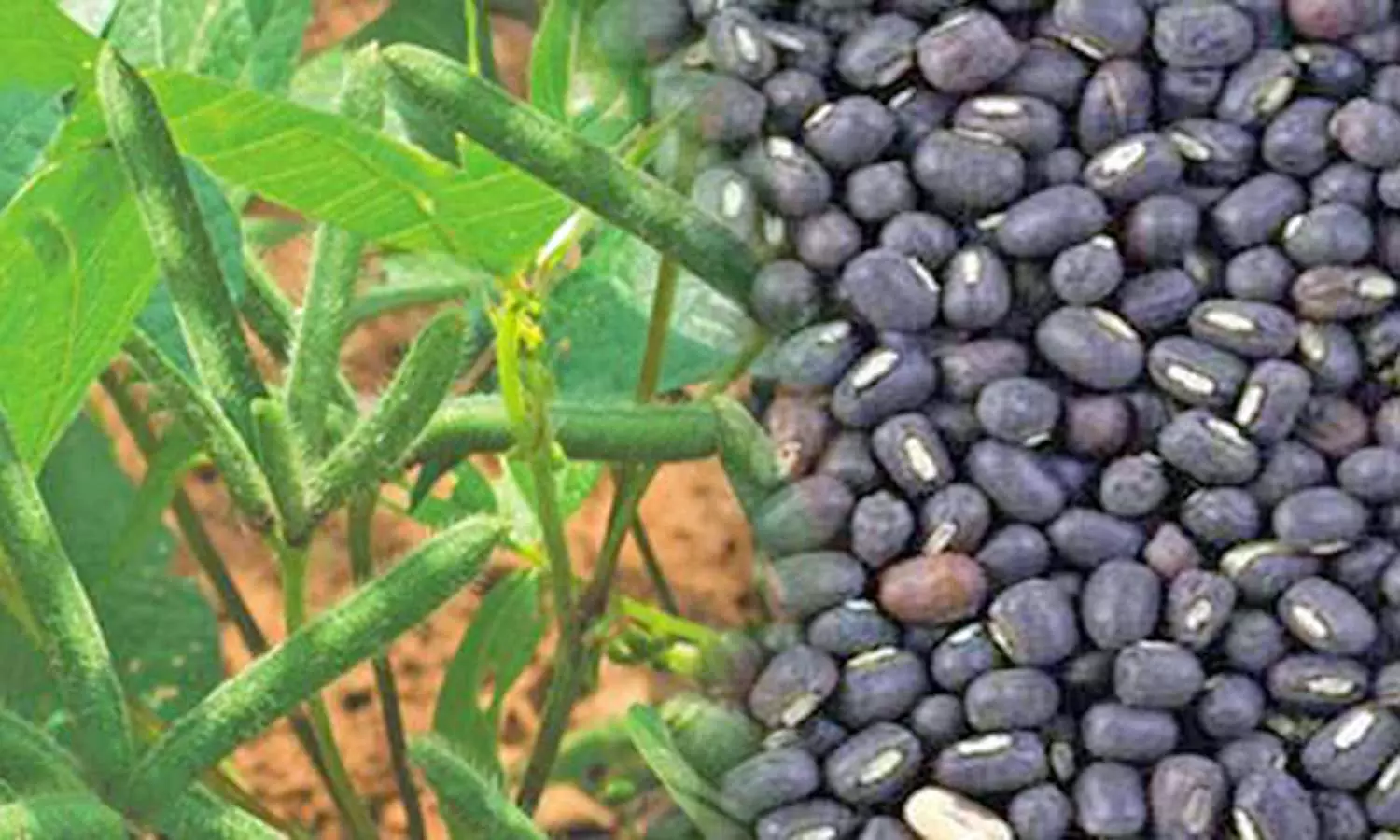 சம்பா அறுவடைக்கு பின்னர்விவசாயிகள் உளுந்து பயிர் சாகுபடி செய்து பயன்பெறலாம் சம்பா அறுவடைக்கு பின்னர்விவசாயிகள் உளுந்து பயிர் சாகுபடி செய்து பயன்பெறலாம்