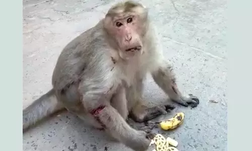 இரு கையிலும் வெட்டுப்பட்ட காயத்துடன் திரியும் குரங்கு