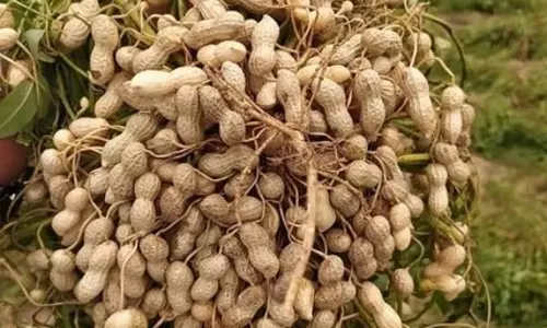 பெரம்பலூர் மாவட்ட விவசாயிகள் நிலக்கடலை சாகுபடியில் அதிக மகசூல் பெற ஆலோசனைகள்