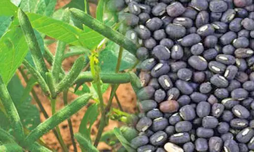 சம்பா அறுவடைக்கு பின்னர்விவசாயிகள் உளுந்து பயிர் சாகுபடி செய்து பயன்பெறலாம்