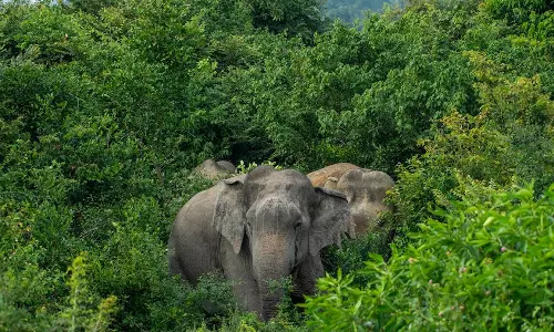கிராமத்தில் புகுந்து இருசக்கர வாகனங்களை நாசம் செய்த காட்டு யானை
