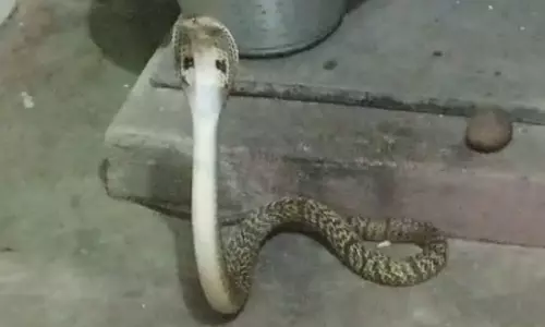 அம்பத்தூரில் வீட்டுக்குள் புகுந்த அரியவகை கோதுமை நல்லபாம்பு