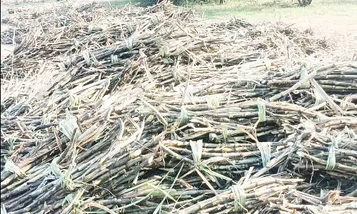 சர்க்கரை ஆலைக்கு வெட்டப்பட்ட கரும்பு ஏற்றப்படாமல் 4 நாட்களாக வெயிலில் காய்ந்து வரும் அவலம்