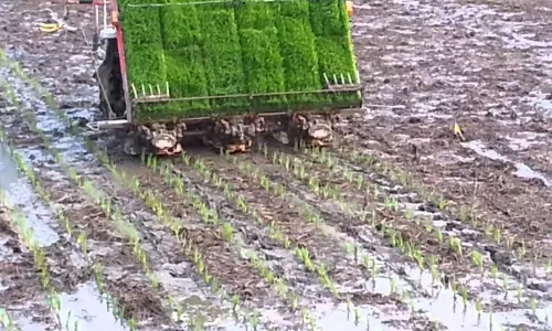 எந்திர முறையில் நெல் நடவு செய்ய விவசாயிகள் ஆர்வம்