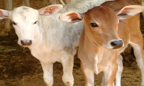 2 மாத கன்று குட்டிக்கு அரிய வகை அறுவை சிகிச்சை