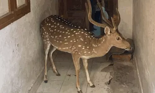 கலெக்டர் முகாம் அலுவலகத்தில் புகுந்த புள்ளிமான்