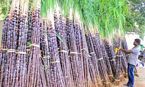 பண்டிகைக்கு இன்னும் 2 நாட்களே உள்ளது - நெல்லையில், பொங்கல்  பொருட்கள் விற்பனை தீவிரம்