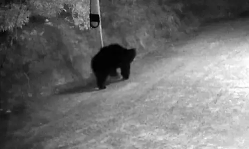 குடியிருப்பில் சுற்றிய கரடி