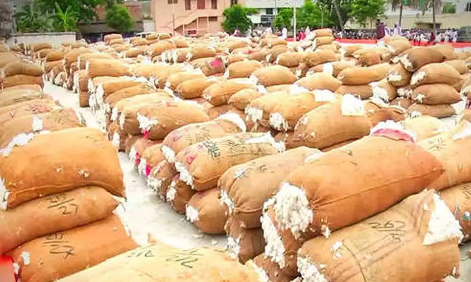 அவிநாசி வேளாண்  கூட்டுறவு விற்பனை  சங்கத்தில் ரூ.59.11 லட்சத்துக்கு பருத்தி ஏலம்