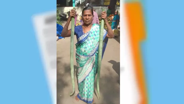 விற்பனைக்கு வந்த ஆள் உயர புடலங்காய்