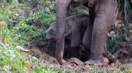 தும்பிக்கை இல்லாமல் உலா வரும் குட்டி யானை