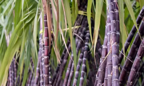 இனிப்பான கரும்பும், இனிமையான வாழ்க்கையும்..!