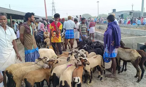 பொங்கலை முன்னிட்டு வேப்பூர் சந்தையில் ரூ.3 கோடிக்கு ஆடுகள் விற்பனை