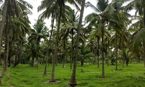 தென்னை மரத்தின் குத்தகை விலை குறைந்ததால் விவசாயிகள் கவலை