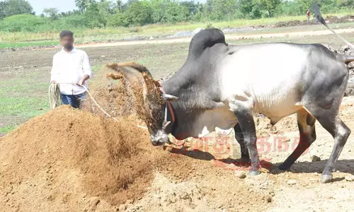 நாமக்கல் மாவட்டத்தில் ஜல்லிக்கட்டு காளைகளுக்கு சிறப்பு பயிற்சி