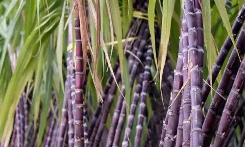 இனிப்பான கரும்பில் நிறைந்துள்ள ஆரோக்கிய நன்மைகள்...