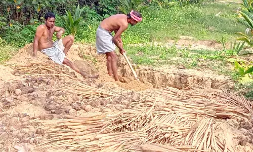 வேதாரண்யம் பகுதியில் பனங்கிழங்கு எடுக்கும் பணி தீவிரம்