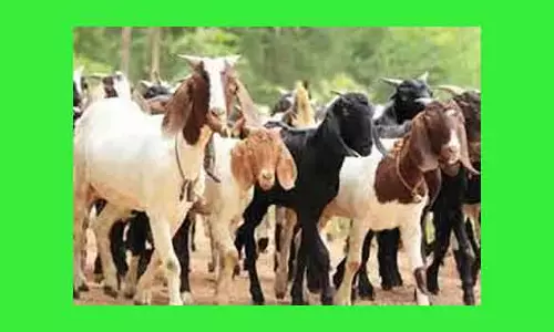 திருமங்கலம் ஆட்டுச்சந்தையில் ரூ.5 கோடிக்கு மேல் வர்த்தகம்