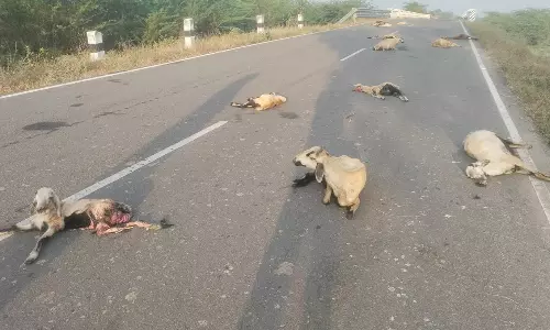 கமுதி அருகே தனியார் பஸ் மோதி 32 ஆடுகள் பலி- போலீசார் விசாரணை