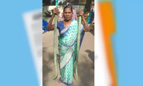 விற்பனைக்கு வந்த ஆள் உயர புடலங்காய்