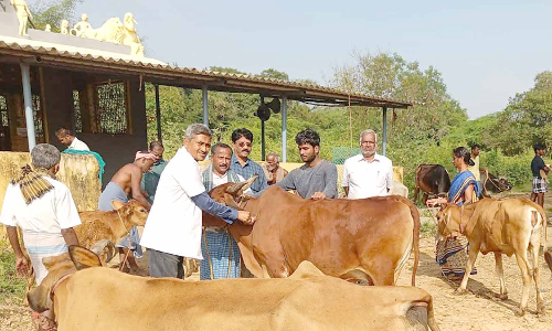 கால்நடைகளுக்கு இலம்பி நோய் தடுப்பூசி முகாம்