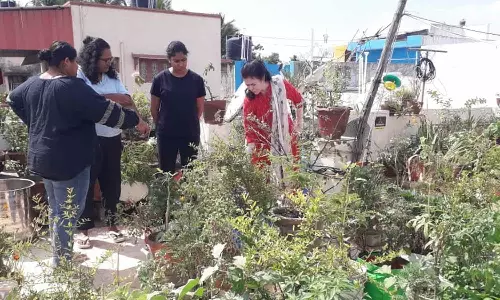 மாடி தோட்டம் அமைத்துகாய்- கனி- மலர் சாகுபடி