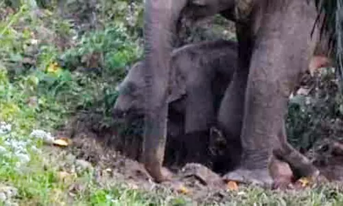 தும்பிக்கை இல்லாமல் உலா வரும் குட்டி யானை