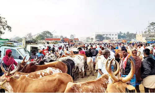 ஊத்தங்கரை வாரச்சந்தையில் ரூ.2 கோடிக்கு மேல் மாடுகள் விற்பனை