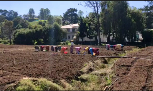 கோத்தகிரி பகுதியில் பூண்டு பயிரிடும் பணியில் விவசாயிகள் தீவிரம்