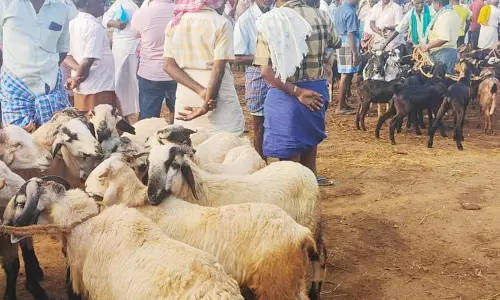 கொங்கணாபுரம் வார சந்தையில் 9 ஆயிரம் ஆடுகள் விற்பனை- ரூ.6 கோடிக்கு வர்த்தகம்