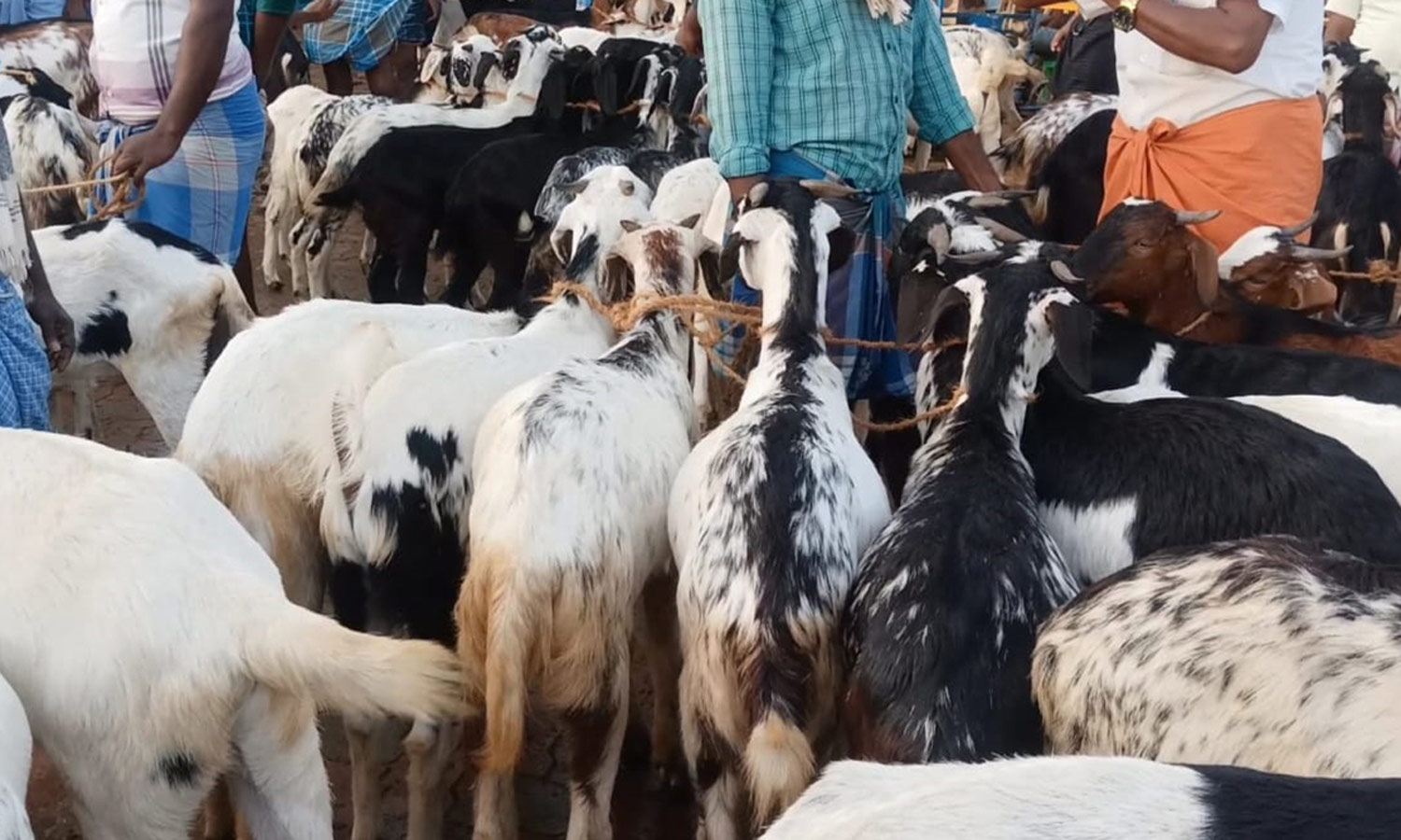 பொங்கல் பண்டிகையையொட்டி எட்டயபுரம் சந்தையில் ரூ.4 கோடிக்கு ஆடுகள் விற்பனை