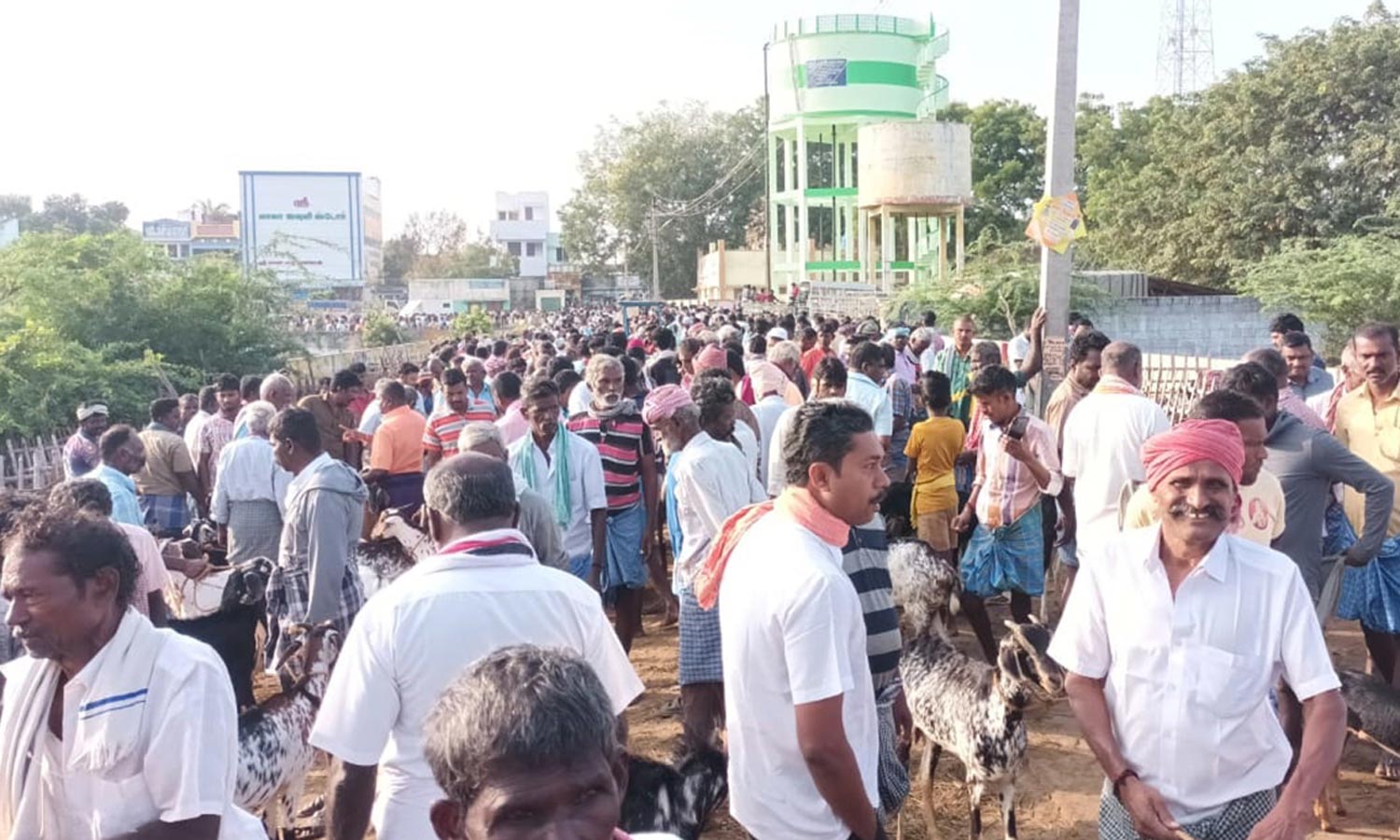 பொங்கல் பண்டிகையையொட்டி எட்டயபுரம் சந்தையில் ரூ.4 கோடிக்கு ஆடுகள் விற்பனை