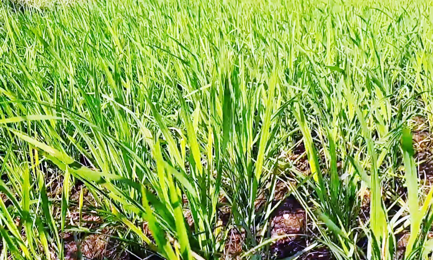 திருக்குவளை அருகே சங்கிலியன் வாய்க்காலில் நிரந்தர தடுப்பணை அமைத்து தர வேண்டும் - விவசாயிகள் கோரிக்கை திருக்குவளை அருகே சங்கிலியன் வாய்க்காலில் நிரந்தர தடுப்பணை அமைத்து தர வேண்டும் - விவசாயிகள் கோரிக்கை