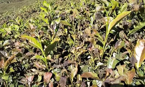 நீலகிரி மாவட்டத்தில்  உறைபனியின் தாக்கம் அதிகரிப்பால் தேயிலை செடிகள் கருகின