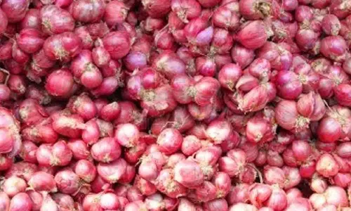 சின்னவெங்காயம் அறுவடைக்கு  புதிய எந்திரத்தை அறிமுகம் செய்து  வாடகைக்கு விட வேண்டும்