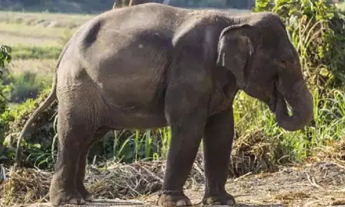 3 மயக்க ஊசி செலுத்தியும் கருப்பன் யானையை பிடிக்க முடியவில்லை- கும்கிகள் மூலம் பின்தொடரும் வனத்துறையினர்