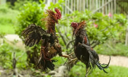 ஈரோடு, திருவள்ளூரில் நிபந்தனைகளுடன் சேவல் சண்டைக்கு அனுமதி- சென்னை ஐகோர்ட்டு உத்தரவு