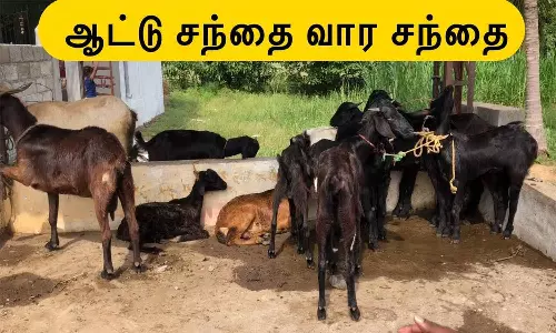 ராணிப்பேட்டை ஆட்டு சந்தையில் ரூ.1.25 கோடிக்கு ஆடுகள் விற்பனை