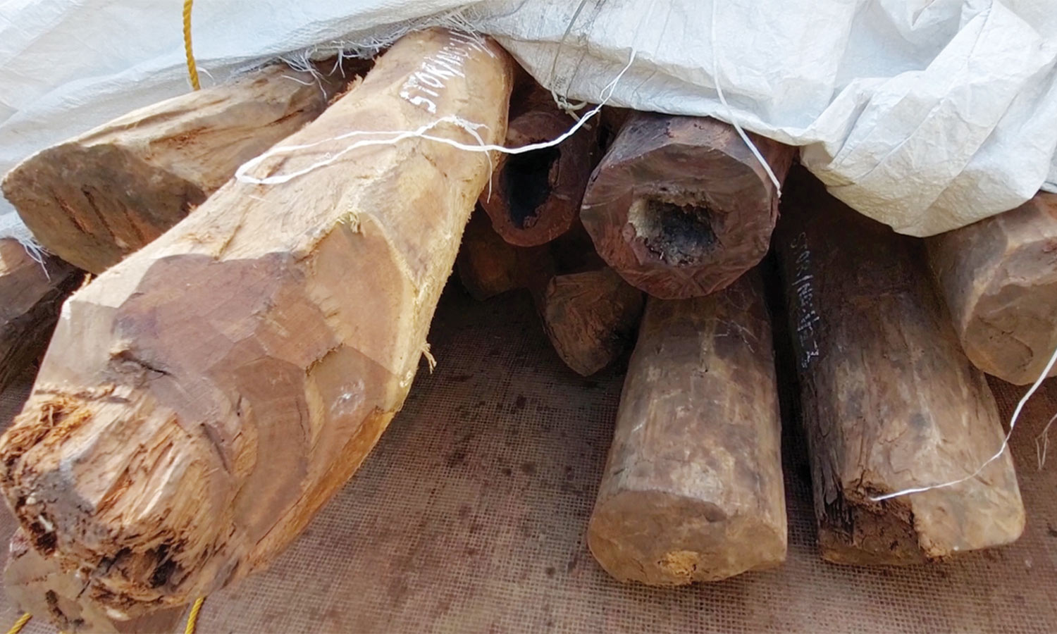 பழைய இரும்பு குடோனில் பதுக்கிய ரூ.10 லட்சம் மதிப்பிலான செம்மரக்கட்டைகள் பறிமுதல்