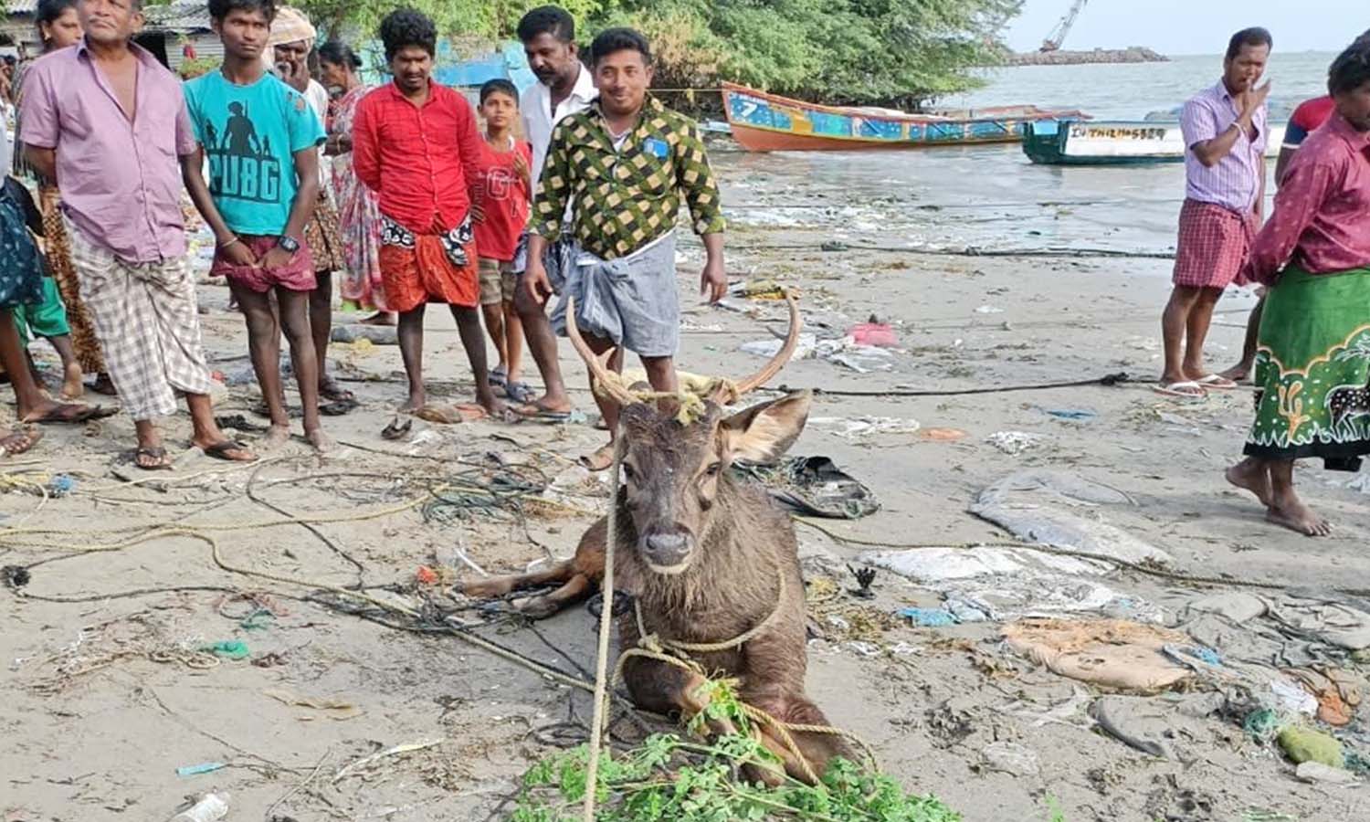 தூத்துக்குடியில் கடலில் தத்தளித்த அரிய வகை மிளா- மீனவர்கள் மீட்டு வனத்துறையிடம் ஒப்படைத்தனர் தூத்துக்குடியில் கடலில் தத்தளித்த அரிய வகை மிளா- மீனவர்கள் மீட்டு வனத்துறையிடம் ஒப்படைத்தனர்